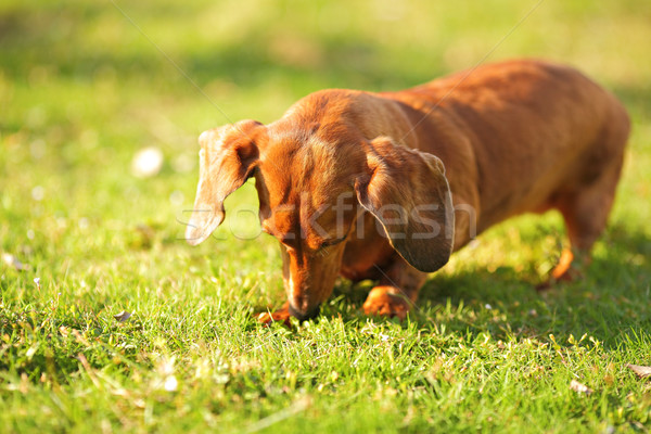 Foto stock: Dachshund · perro · hierba · jóvenes · animales · pradera