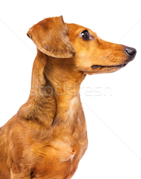 Bassê cão olhando lado cabelo retrato Foto stock © leungchopan
