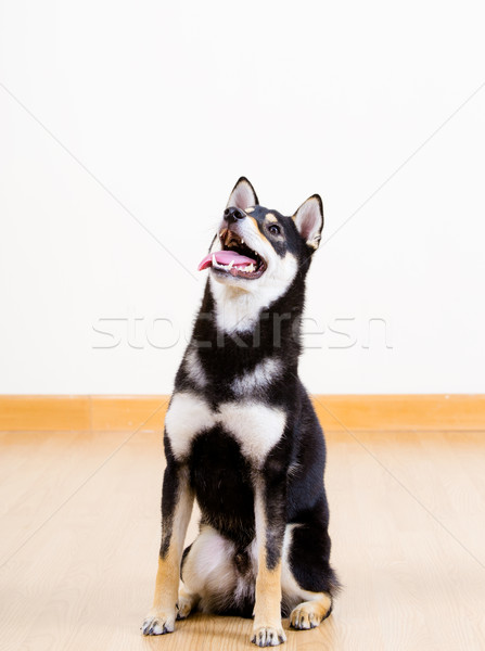 Stock photo: Shiba inu dog
