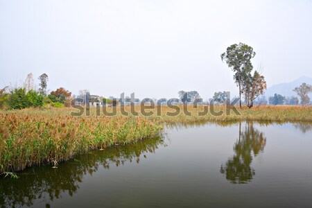 Wetland Stock photo © leungchopan