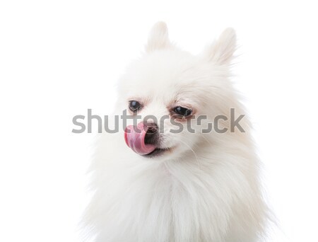 White pomeranian dog with tongue Stock photo © leungchopan