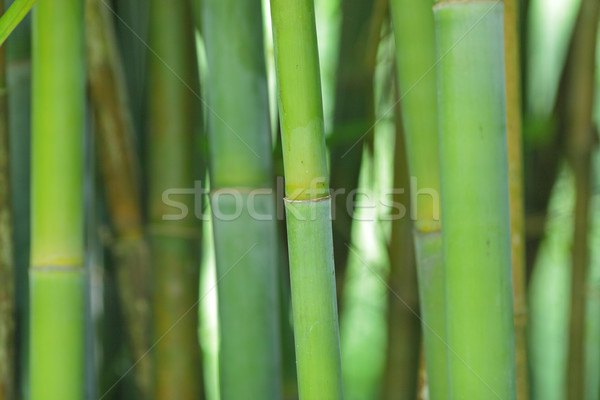 Foto stock: Bambu · árvore · madeira · natureza · folha · jardim