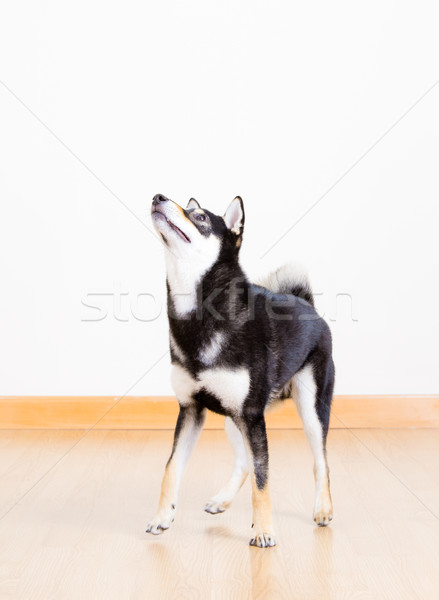 Black shiba dog at home Stock photo © leungchopan