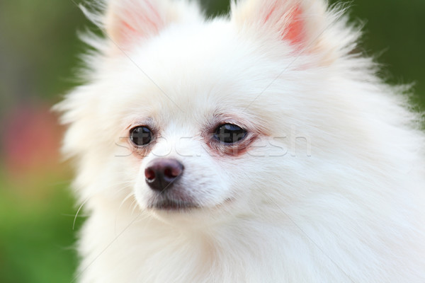 Stockfoto: Hond · witte · dier · puppy · huisdier · cute