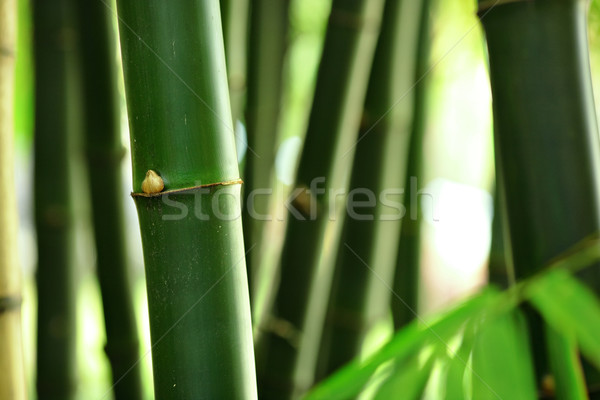 Bambou arbre bois nature feuille jardin [[stock_photo]] © leungchopan