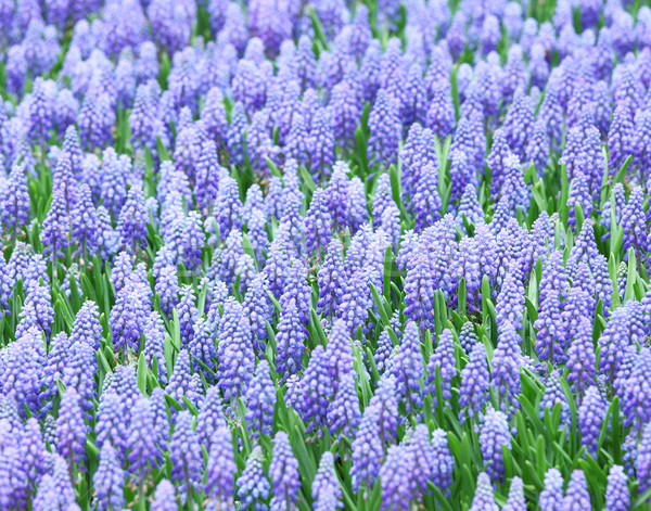 Purple muscari botryoides Stock photo © leungchopan