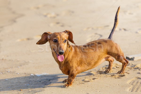 Dachshund Dog in beach Stock photo © leungchopan