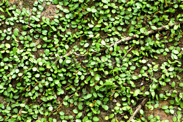 Green plant on wall Stock photo © leungchopan