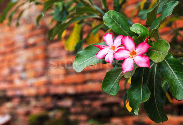 Pink flower with old red brick wall Stock photo © leungchopan