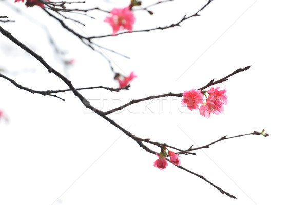 Foto stock: Sakura · japonês · primavera · grama · folha