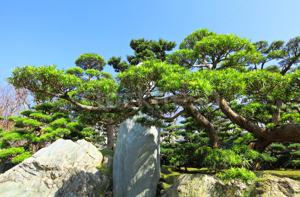 chinese garden plant Stock photo © leungchopan