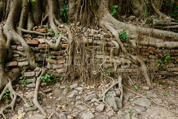 Foto stock: árvore · raiz · parede · de · tijolos · textura · floresta · parede