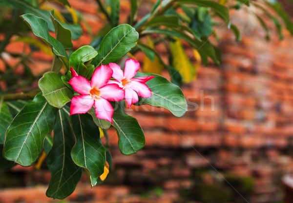 Pink flower Stock photo © leungchopan