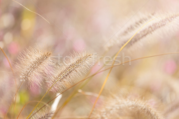 Wildness grass with sunlight Stock photo © leungchopan