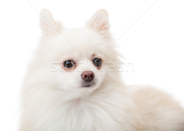 Foto stock: Blanco · perro · pelo · belleza · retrato · funny