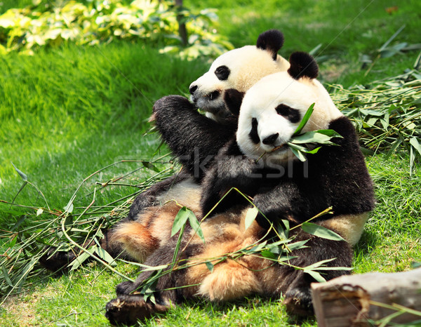 Panda copac alimente natură negru amuzant Imagine de stoc © leungchopan