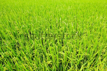 Stockfoto: Rijstveld · natuur · veld · groene · boerderij · oor