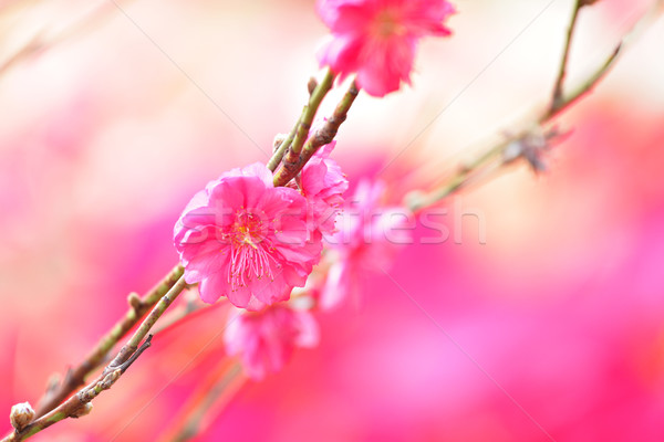 桃 開花 裝飾 花 春天 商業照片 © leungchopan