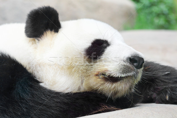 Foto stock: Adormecido · panda · natureza · bambu · parque · chinês