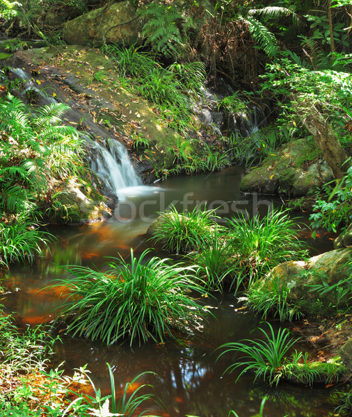 [[stock_photo]]: Eau · printemps · jungle · forêt · résumé · paysage