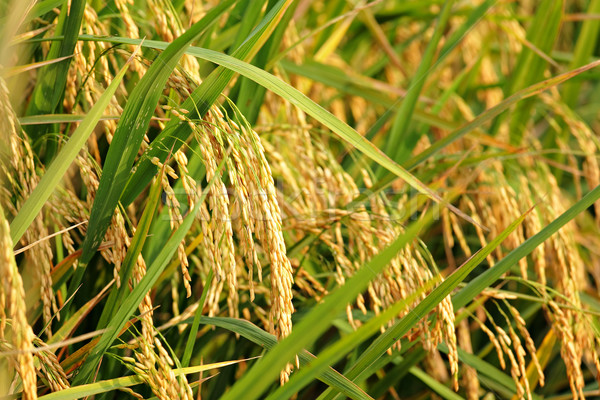 Orez plantă alimente iarbă peisaj pământ Imagine de stoc © leungchopan