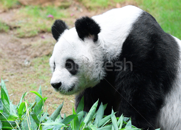 Panda pădure natură călători portret bambus Imagine de stoc © leungchopan