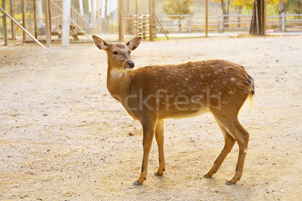 Női ikra szarvas fű természet föld Stock fotó © leungchopan