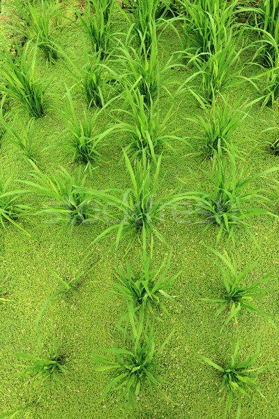 rice field Stock photo © leungchopan