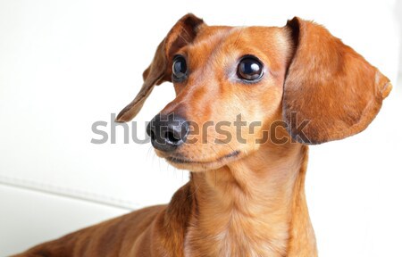 Dackel Hund isoliert weiß Stock foto © leungchopan