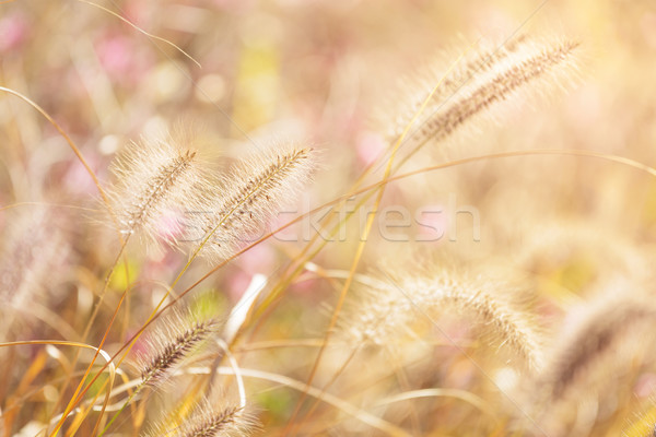 Autumn reed under sunset Stock photo © leungchopan