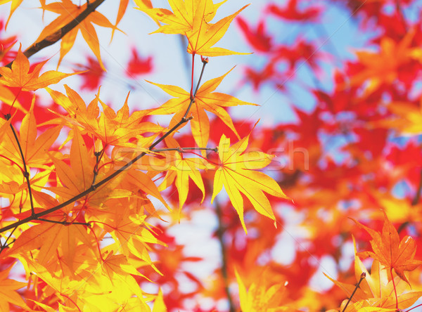 Ahorn Abschied Herbst Hintergrund Farbe Dschungel Stock foto © leungchopan
