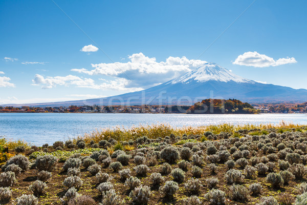 [[stock_photo]]: Montagne · fuji · arbre · nature · jardin · Voyage