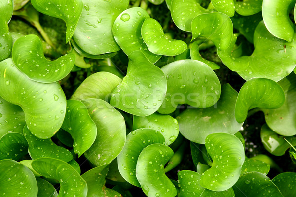 Goutte d'eau feuille arbre nature jardin été [[stock_photo]] © leungchopan