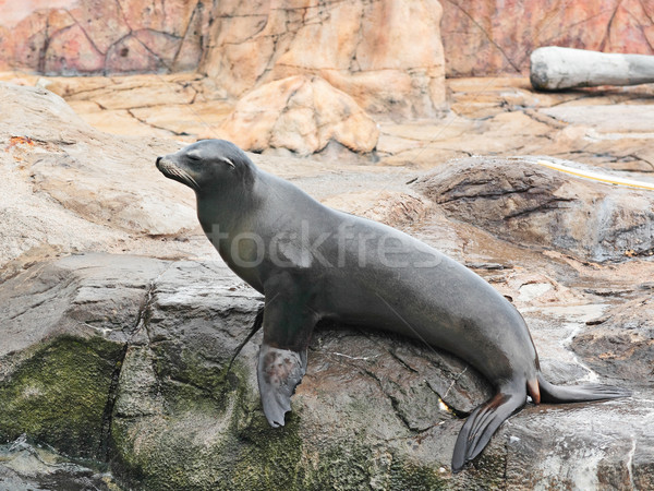 sea lion Stock photo © leungchopan