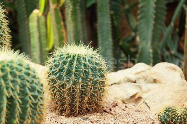 Cactus desierto textura naturaleza verde pelota Foto stock © leungchopan
