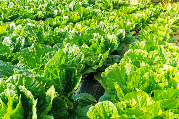 свежие салата области текстуры зеленый фермы Сток-фото © leungchopan