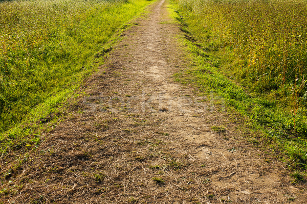 Wildness path Stock photo © leungchopan