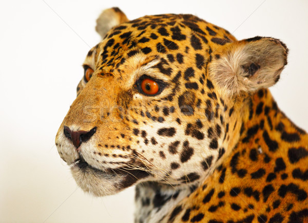 Jaguar retrato dientes animales masculina Foto stock © leungchopan