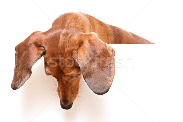 Bassê cão olhando para baixo jovem branco animal Foto stock © leungchopan