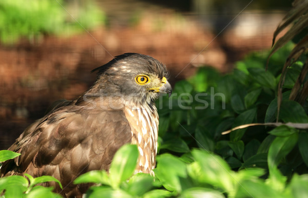 Eagle Stock photo © leungchopan