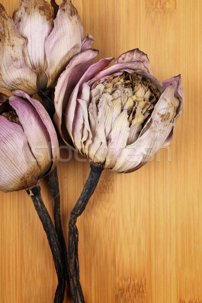 Bouquet of dried lotus Stock photo © leungchopan