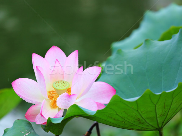 Pink lotus Stock photo © leungchopan