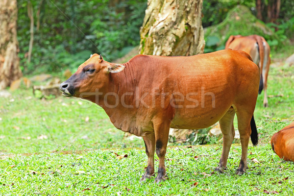 Stock photo: Cow