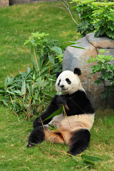 panda Stock photo © leungchopan