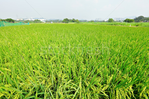 Stock photo: paddy rice field