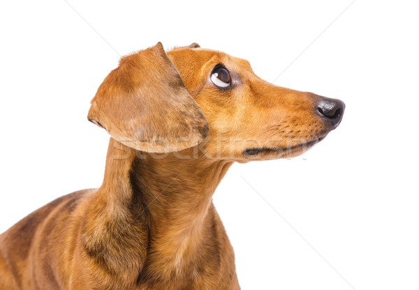 Dachshund Dog looking up Stock photo © leungchopan