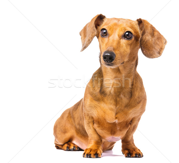 Dackel Hund Hintergrund weiß Tier Haustier Stock foto © leungchopan