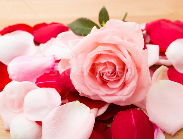 Trandafir dragoste inimă cadou roz Imagine de stoc © leungchopan
