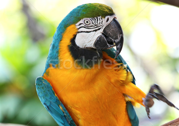 coloured Macaw parrot Stock photo © leungchopan
