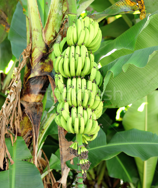 banana on tree Stock photo © leungchopan
